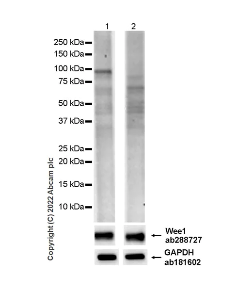 Western blot - Anti-Wee1 (phospho S642) antibody [EPR27036-80] - BSA and Azide free (AB307516)