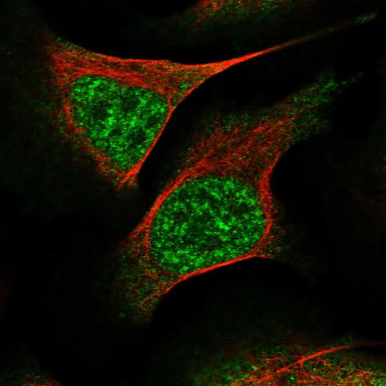 Immunocytochemistry - Anti-WEE2 antibody (AB121943)