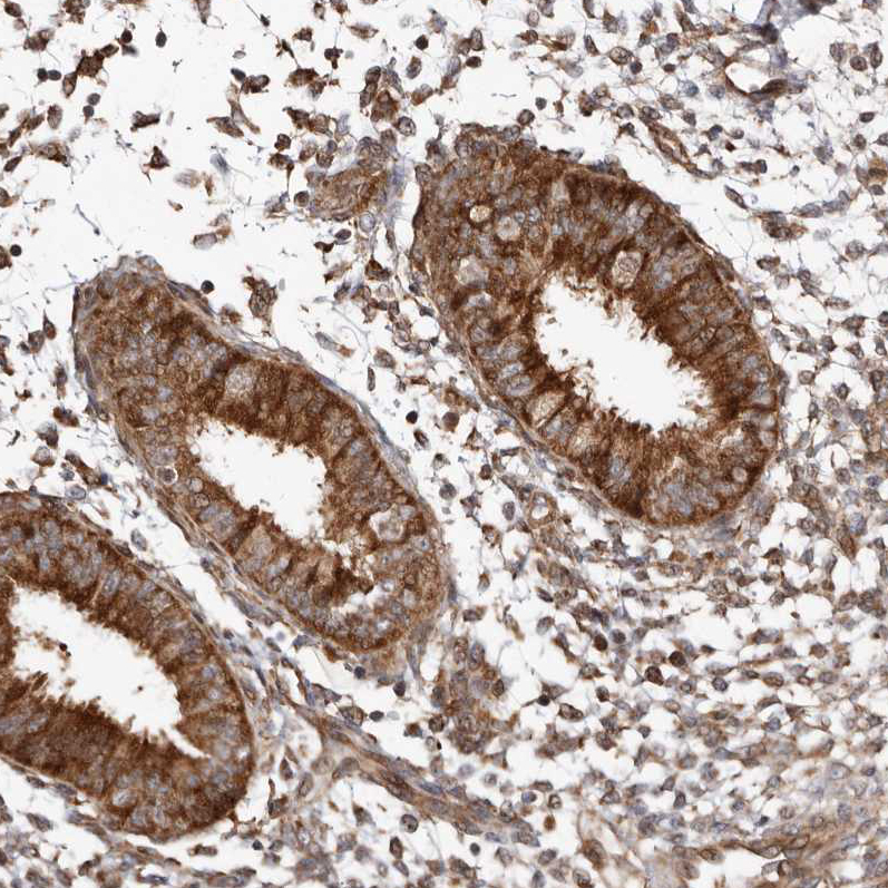 Immunohistochemistry (Formalin/PFA-fixed paraffin-embedded sections) - Anti-WEE2 antibody (AB121943)