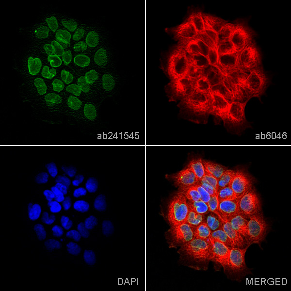 Immunocytochemistry/ Immunofluorescence - Anti-Werner's syndrome helicase WRN antibody [195C] (AB241545), expandable thumbnail