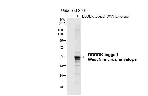 Western blot - Anti-West Nile virus Envelope antibody [HL4963] - BSA and Azide free (AB327582)