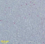 Immunohistochemistry (Formalin/PFA-fixed paraffin-embedded sections) - Anti-West Nile Virus M glycoprotein antibody (AB22070)