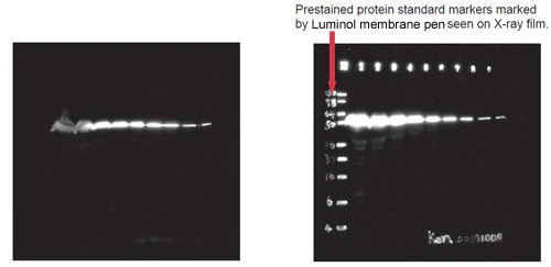 Western blot - Western Blot Marker Pen (AB166858)
