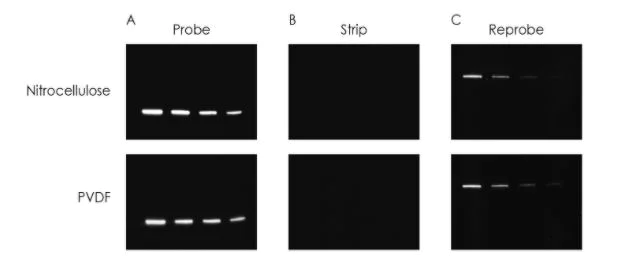 Western blot - Western Blot Stripping Buffer (AB282569)