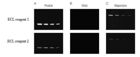 Western blot - Western Blot Stripping Buffer (AB282569)