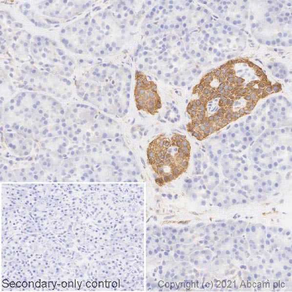 Immunohistochemistry (Frozen sections) - Anti-WFS1 antibody [EPR23801-91] (AB259362)