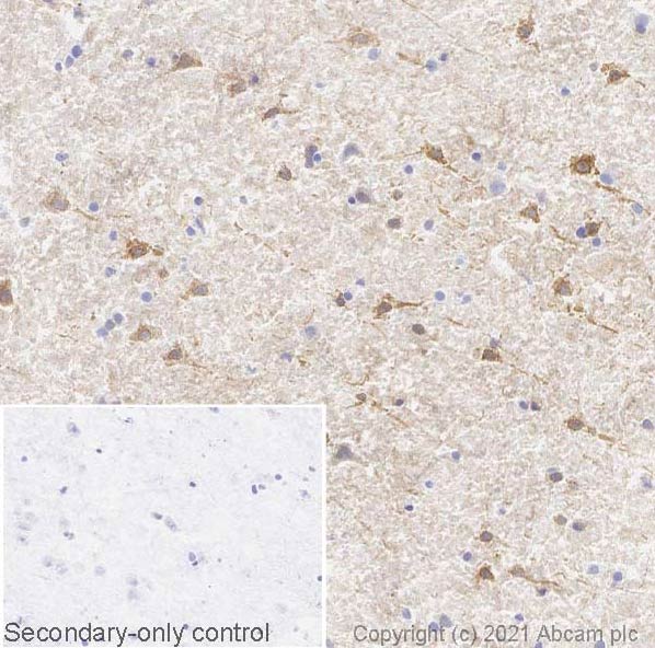 Immunohistochemistry (Frozen sections) - Anti-WFS1 antibody [EPR23801-91] (AB259362)