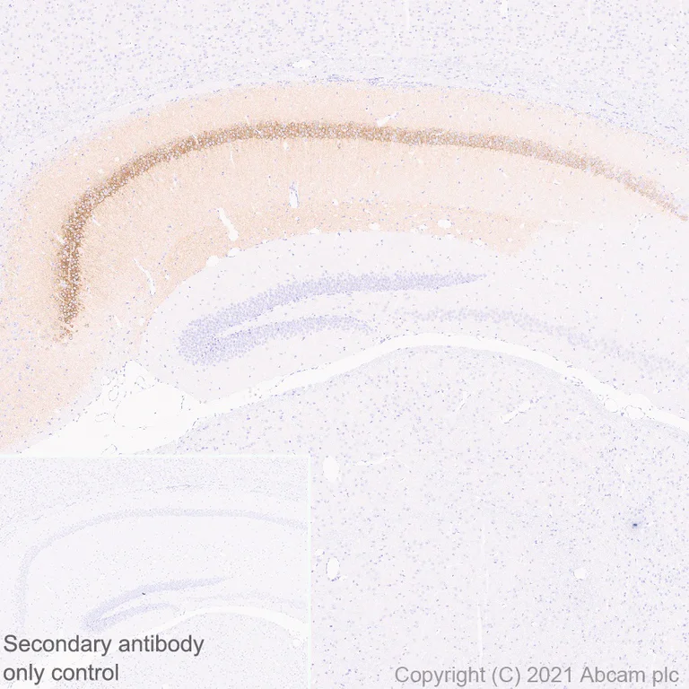 Immunohistochemistry (Formalin/PFA-fixed paraffin-embedded sections) - Anti-WFS1 antibody [EPR23801-91] - BSA and Azide free (AB280571)