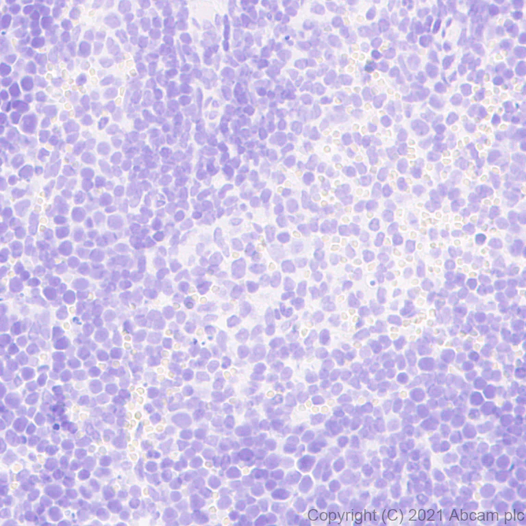 Immunohistochemistry (Formalin/PFA-fixed paraffin-embedded sections) - Anti-WFS1 antibody [EPR23801-91] - BSA and Azide free (AB280571)
