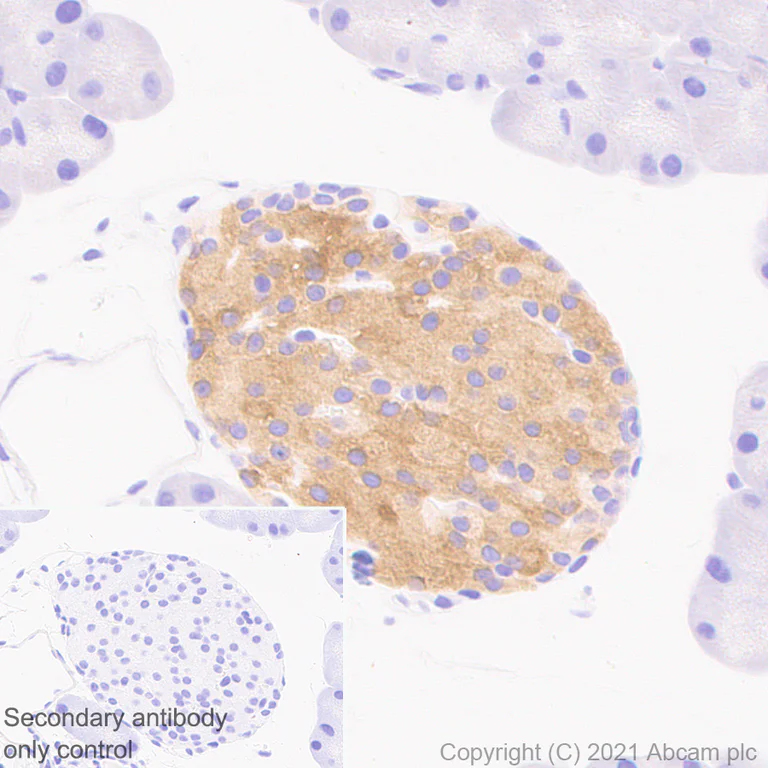 Immunohistochemistry (Formalin/PFA-fixed paraffin-embedded sections) - Anti-WFS1 antibody [EPR23801-91] - BSA and Azide free (AB280571)