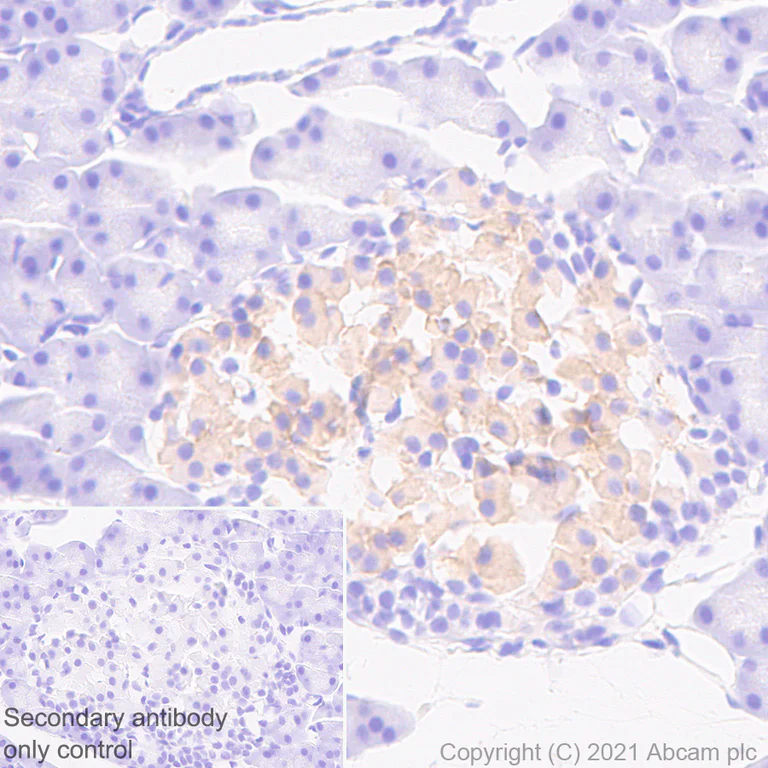 Immunohistochemistry (Formalin/PFA-fixed paraffin-embedded sections) - Anti-WFS1 antibody [EPR23801-91] - BSA and Azide free (AB280571)