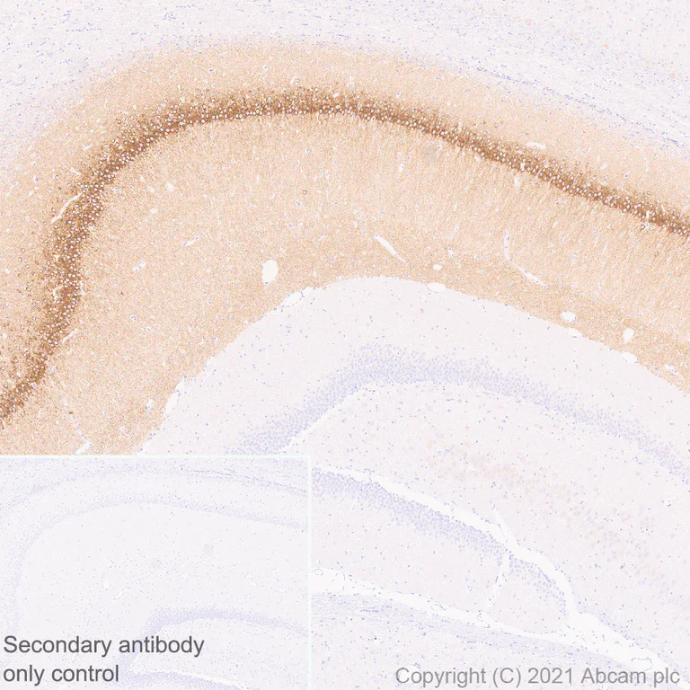 Immunohistochemistry (Formalin/PFA-fixed paraffin-embedded sections) - Anti-WFS1 antibody [EPR23801-91] - BSA and Azide free (AB280571)