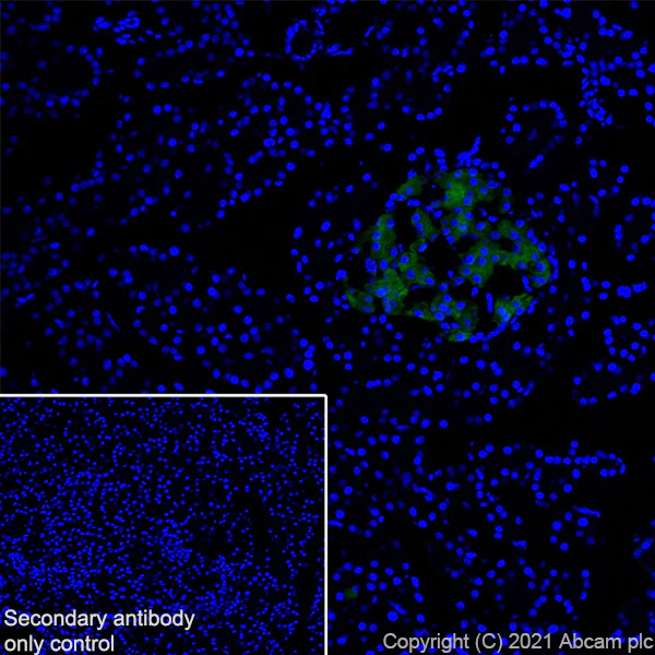 Immunohistochemistry (Frozen sections) - Anti-WFS1 antibody [EPR23801-91] - BSA and Azide free (AB280571)
