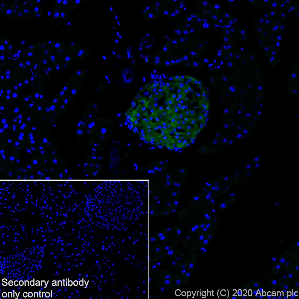 Immunohistochemistry (Frozen sections) - Anti-WFS1 antibody [EPR23801-91] - BSA and Azide free (AB280571)