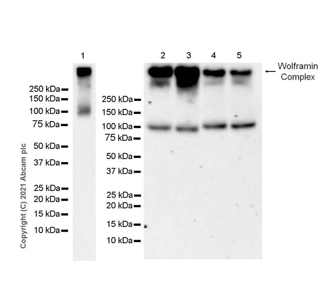 Western blot - Anti-WFS1 antibody [EPR23801-91] - BSA and Azide free (AB280571)