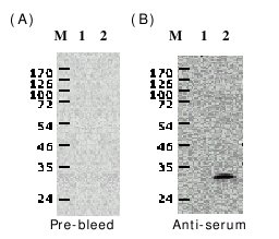 Western blot - Anti-White spot syndrome virus VP28 antibody (AB26935)