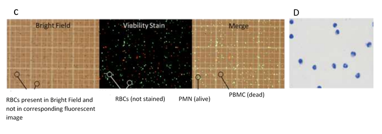 Fluorescence Microscopy - Whole Blood Polymorphonuclear Cell Isolation Kit (AB241001), expandable thumbnail