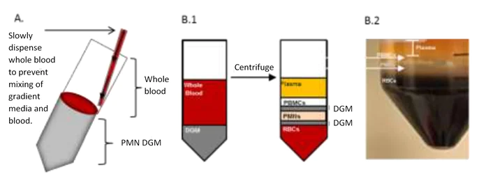 Schematic Diagram - Whole Blood Polymorphonuclear Cell Isolation Kit (AB241001)