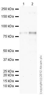 Western blot - Anti-WHSC1/NSD2 antibody [29D1] (AB75359), expandable thumbnail