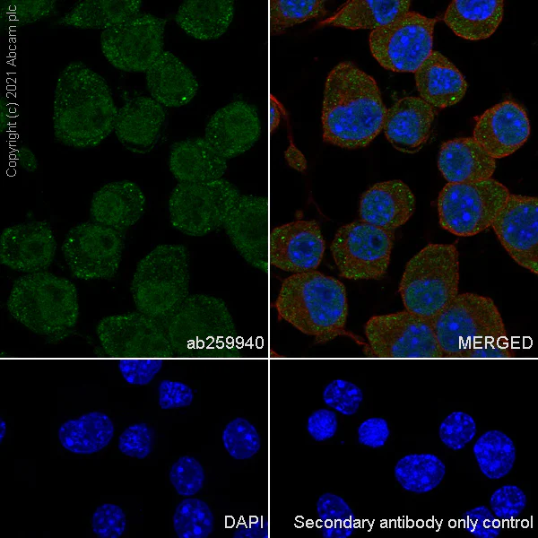 Immunocytochemistry/ Immunofluorescence - Anti-WHSC1/NSD2 antibody [EPR23777-107] - BSA and Azide free (AB283584)