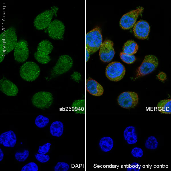 Immunocytochemistry/ Immunofluorescence - Anti-WHSC1/NSD2 antibody [EPR23777-107] - BSA and Azide free (AB283584)