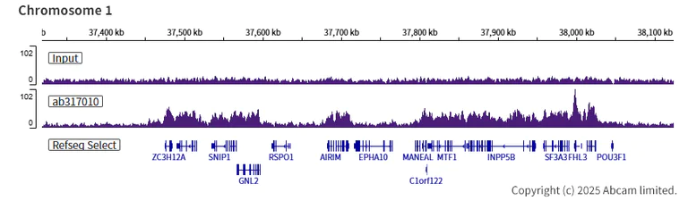 ChIP-sequencing - Anti-WHSC1/NSD2 antibody [EPR23777-95] (AB317010)