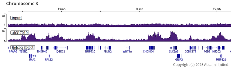 ChIP-sequencing - Anti-WHSC1/NSD2 antibody [EPR23777-95] (AB317010)