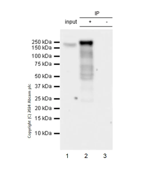 Immunoprecipitation - Anti-WHSC1/NSD2 antibody [EPR23777-95] (AB317010)