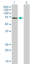 Western blot - Anti-WHSC2/NELF-A antibody (AB167675)