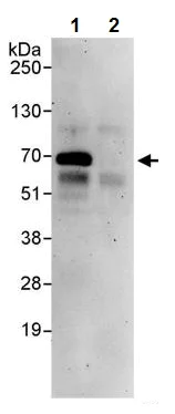 Immunoprecipitation - Anti-WHSC2/NELF-A antibody (AB85852)