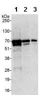 Western blot - Anti-WHSC2/NELF-A antibody (AB85852)