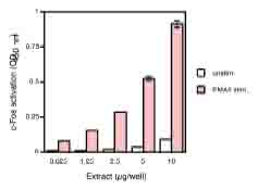 Functional Studies - WI-38 nuclear extract lysate (AB14911), expandable thumbnail