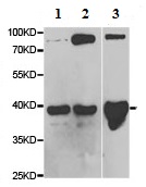 Western blot - Anti-WIF1 antibody (AB186845), expandable thumbnail