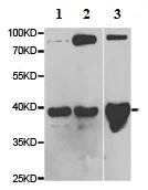 Western blot - Anti-WIF1 antibody (AB186845)