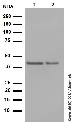 Western blot - Anti-WIF1 antibody [EPR9385] (AB155101)