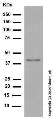 Western blot - Anti-WIF1 antibody [EPR9385] (AB155101)