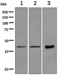 Western blot - Anti-WIF1 antibody [EPR9385] - BSA and Azide free (AB249191)