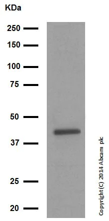 Western blot - Anti-WIF1 antibody [EPR9385] - BSA and Azide free (AB249191)
