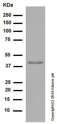 Western blot - Anti-WIF1 antibody [EPR9385] - BSA and Azide free (AB249191)