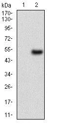 Western blot - Anti-Wilms Tumor Protein antibody [5G11A5] (AB201948)