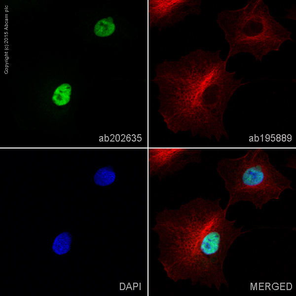 Immunocytochemistry/ Immunofluorescence - Anti-Wilms Tumor Protein antibody [CAN-R9(IHC)-56-2] - BSA and Azide free (AB216646), expandable thumbnail