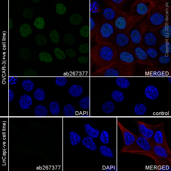 Immunocytochemistry/ Immunofluorescence - Anti-Wilms Tumor Protein antibody [EPR23963-116] - BSA and Azide free (AB275970), expandable thumbnail