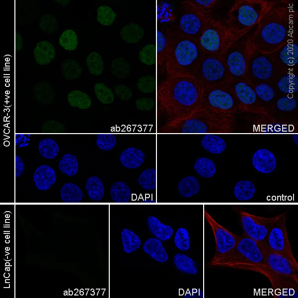 Immunocytochemistry/ Immunofluorescence - Anti-Wilms Tumor Protein antibody [EPR23963-116] - BSA and Azide free (AB275970)