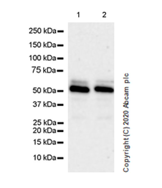 Western blot - Anti-Wilms Tumor Protein antibody [EPR23963-116] - BSA and Azide free (ab275970), expandable thumbnail