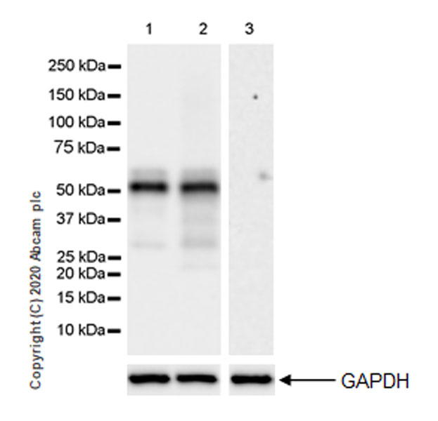 Western blot - Anti-Wilms Tumor Protein antibody [EPR23963-116] - BSA and Azide free (AB275970), expandable thumbnail