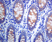 Immunohistochemistry (Formalin/PFA-fixed paraffin-embedded sections) - Anti-WIPI1 antibody [EPR8110] (AB128901)