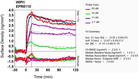 OI-RD Scanning - Anti-WIPI1 antibody [EPR8110] - BSA and Azide free (AB248208)