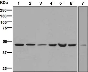 Western blot - Anti-WIPI1 antibody [EPR8110] - BSA and Azide free (AB248208)