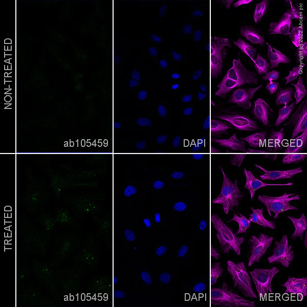 Immunocytochemistry/ Immunofluorescence - Anti-WIPI2 antibody [2A2] (AB105459)