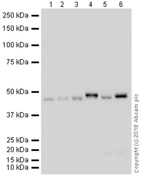 Western blot - Anti-WIPI2 antibody [2A2] (AB105459)